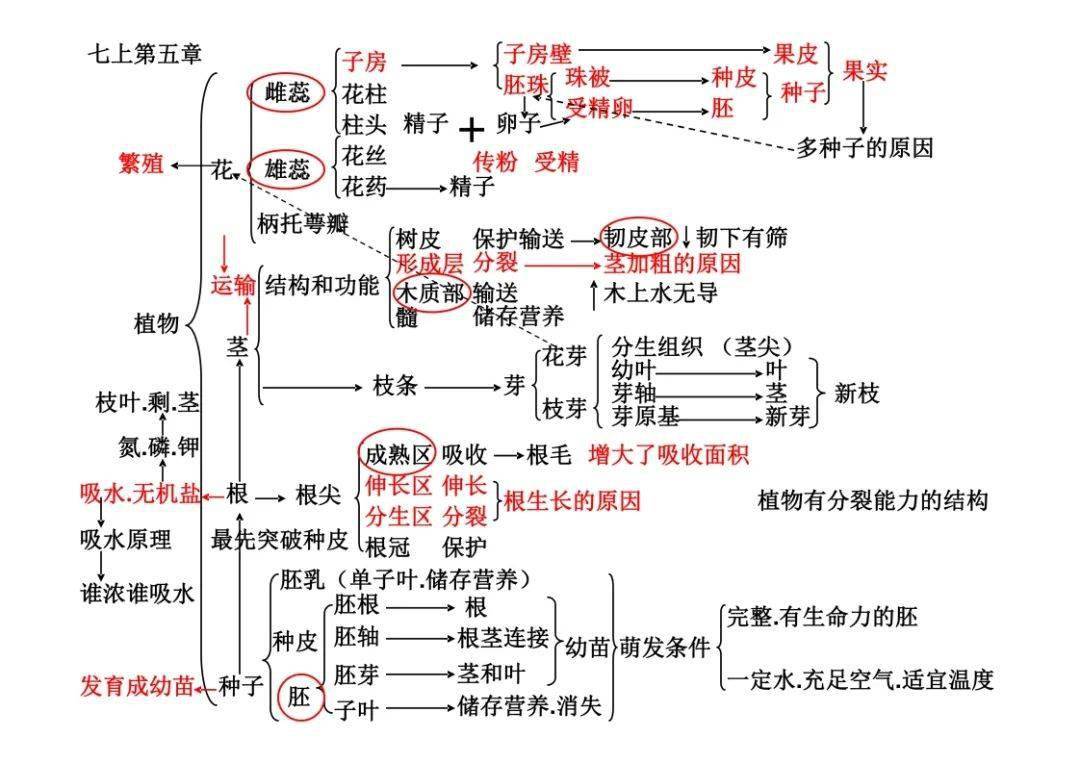 初中植物思维导图图片