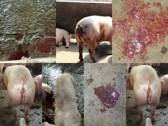 解决生猪养殖的三大"疑难杂症"蓝耳病,支原体,回肠炎_泰万_病毒_泰乐