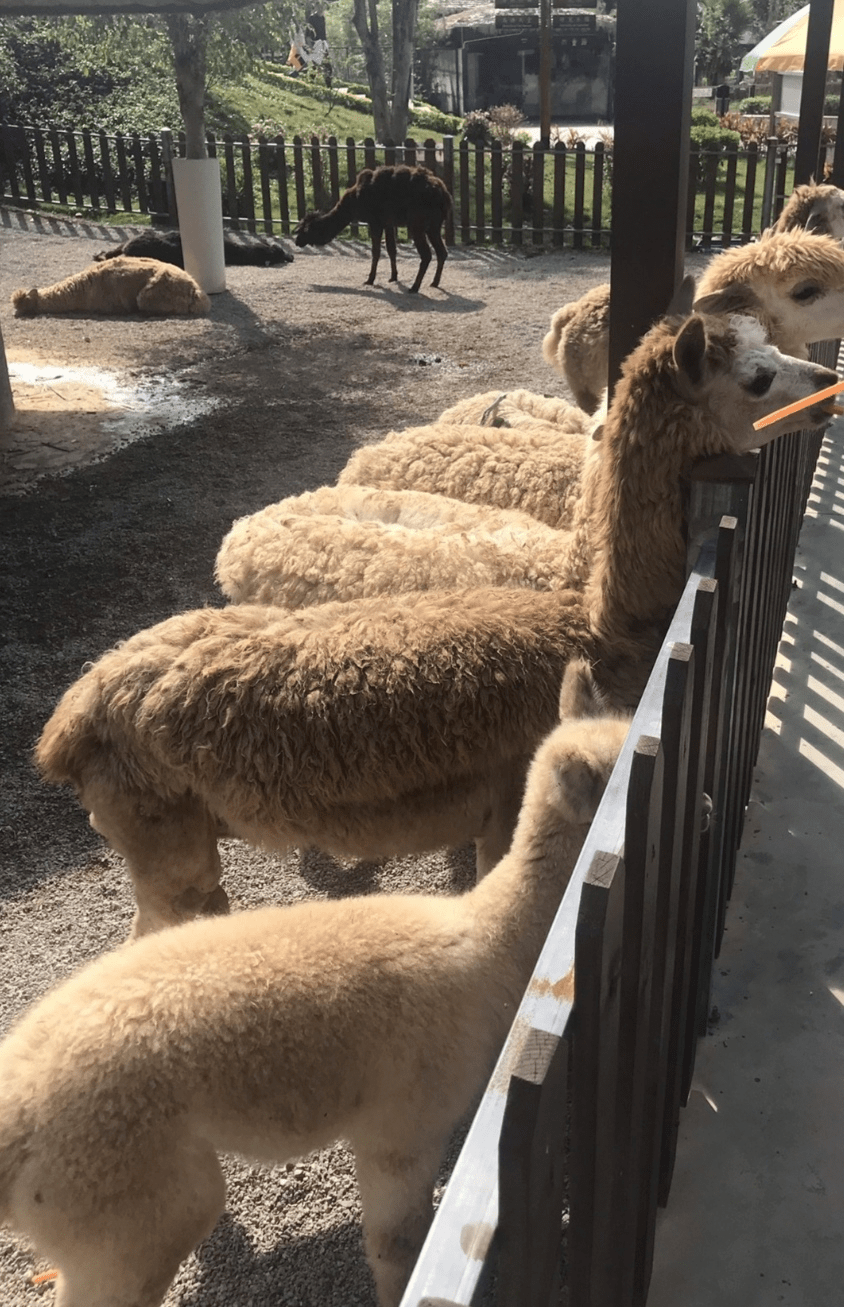 【创意建构】来一场动物之约吧!