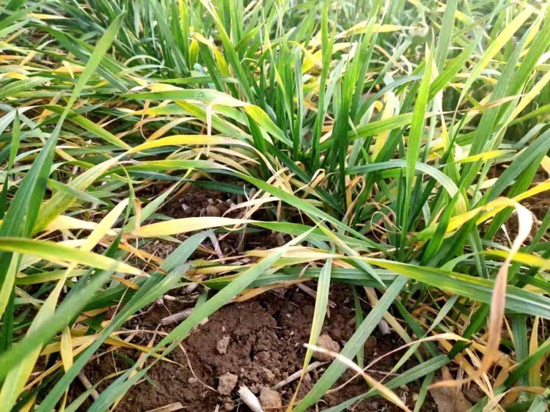 不好小麦又有大问题了