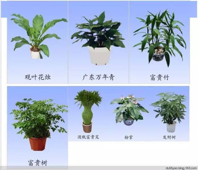 收藏室内常用观叶植物品种