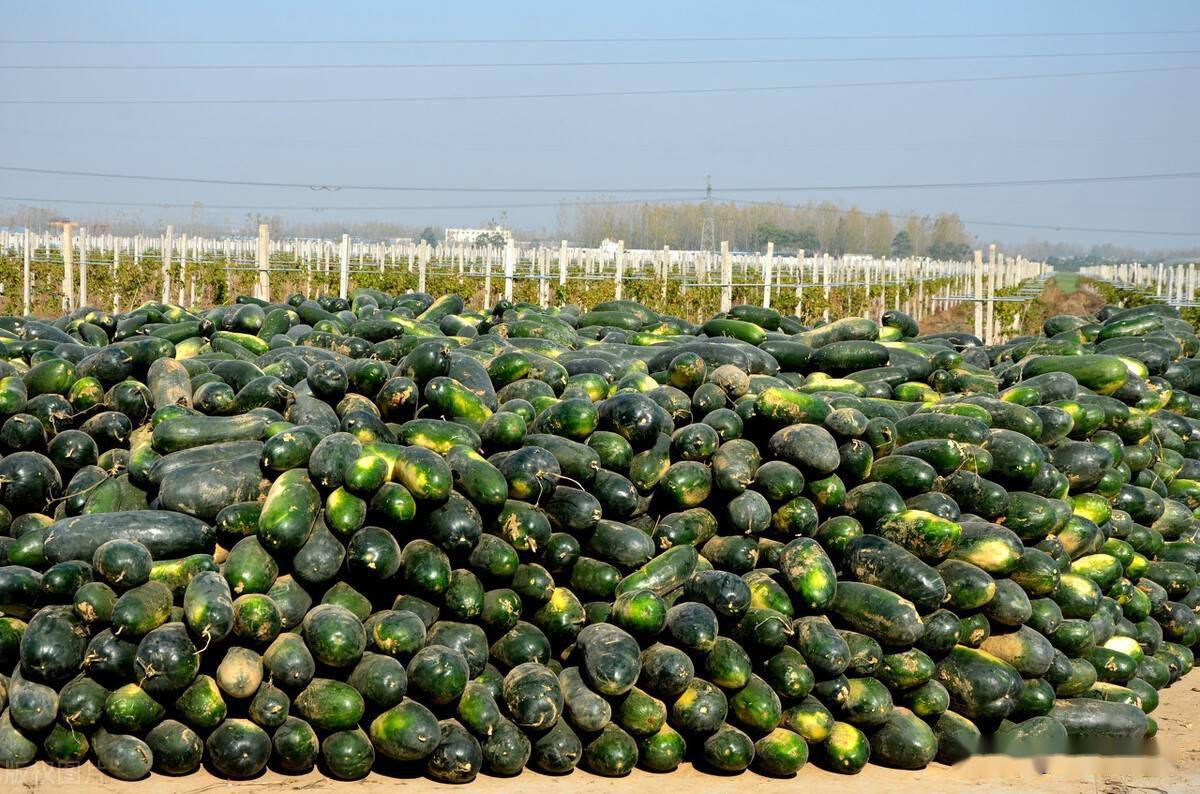 农村一些农产品滞销的本质是什么农民总结有三点切中要害了