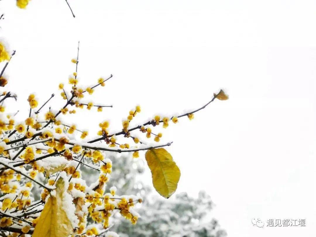 都江堰|今日小寒 | 都江堰的第一波蜡梅开啦，pong香~