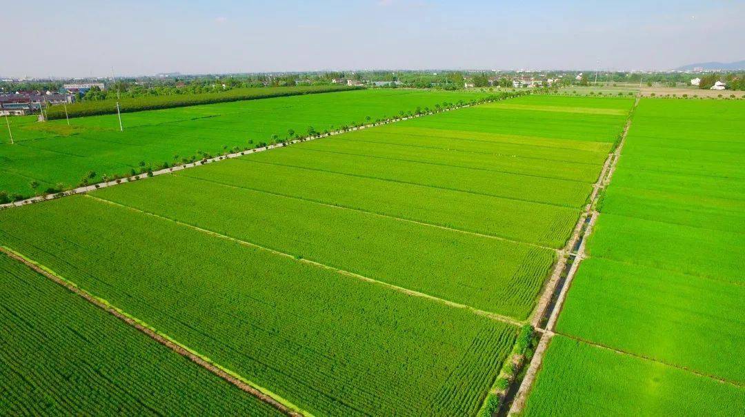 2全市味稻小镇累计10个