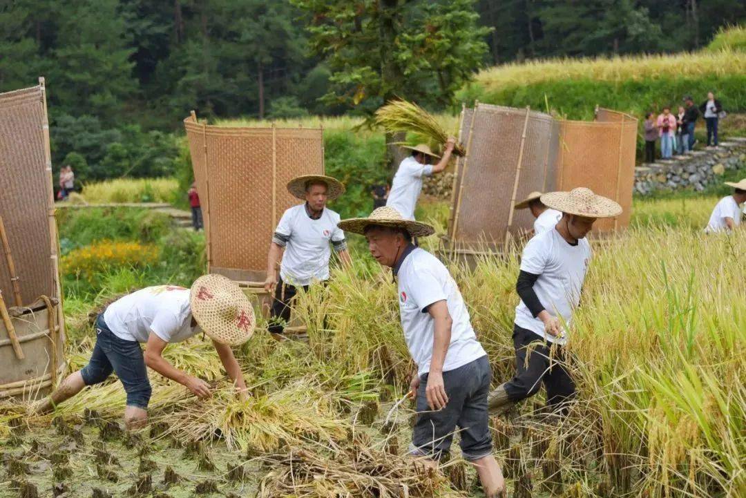 青田稻鱼米图片