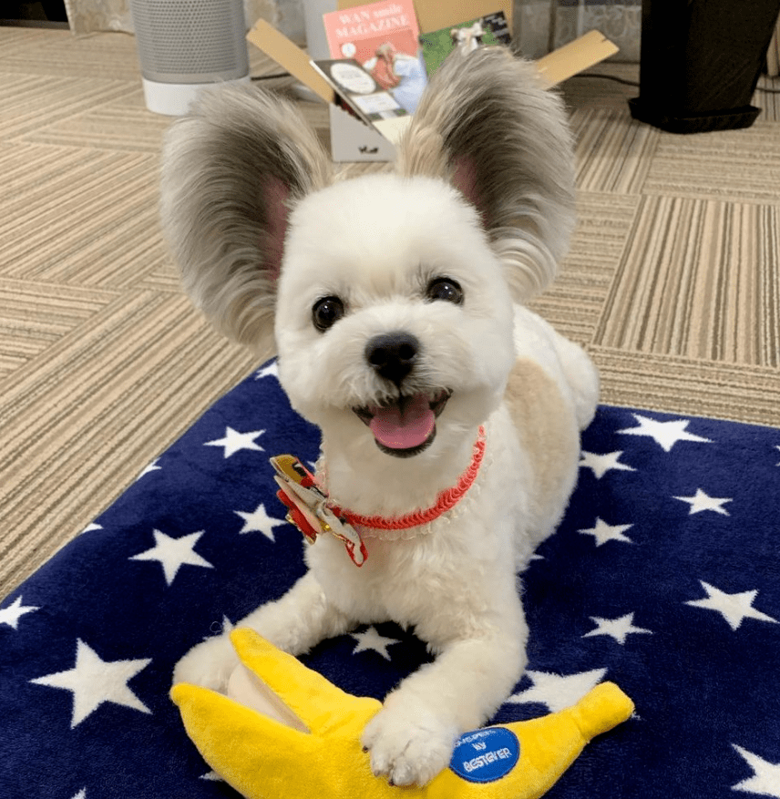 网友养了一只刚毛猎狐犬没想到这货长大后耳朵也太特别了