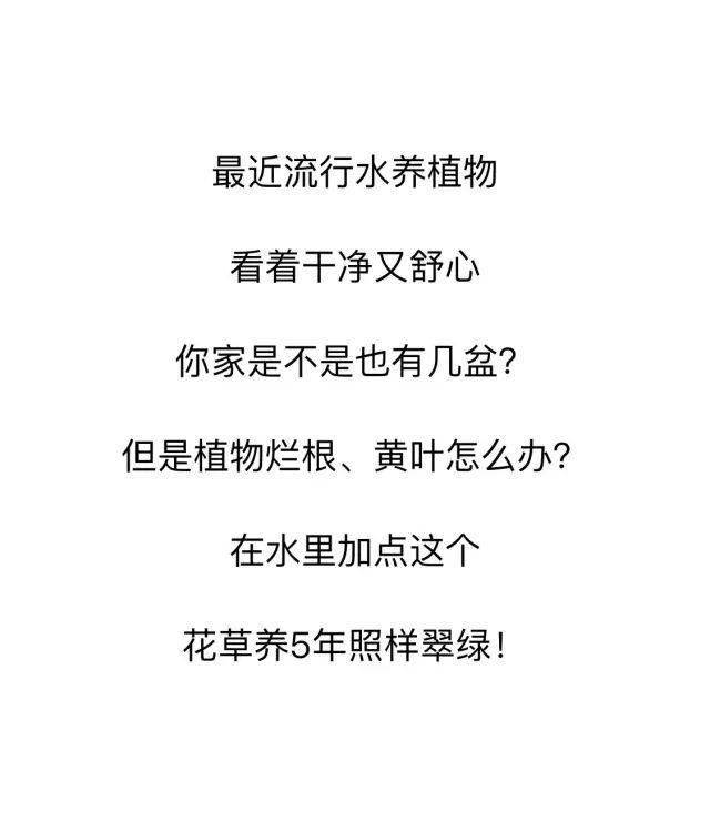 水里加点这个 植物5年翠绿不黄叶 简直神了 花艺 花野 美学