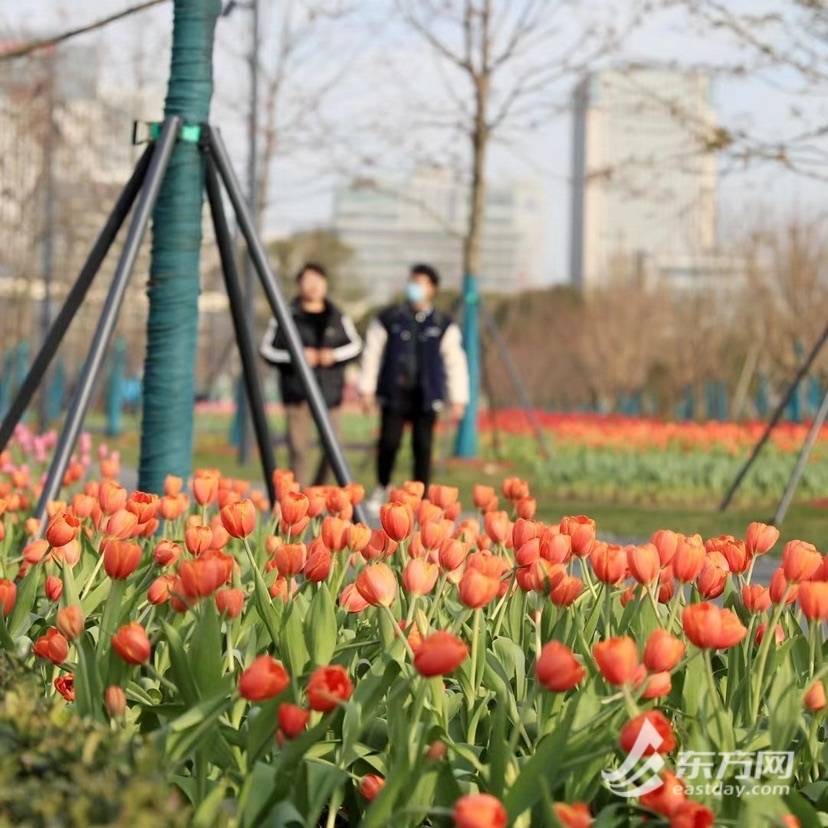 世博文化公园的郁金香为什么冬天也能开花