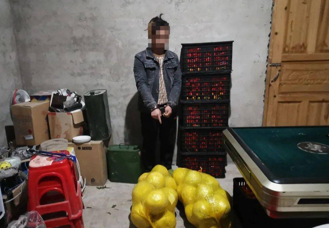 亲兄弟齐上阵深夜偷水果左手右手都是赚钱快动作