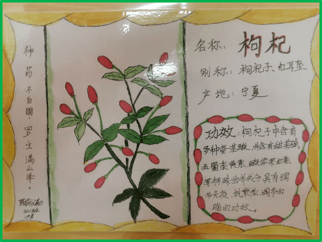 中草药名片制作小学生图片