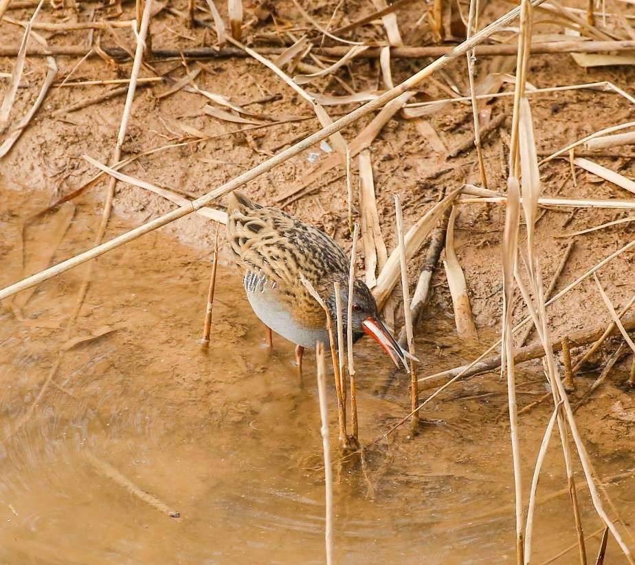 济南鸡仔出售信息网站_济南鸡仔出售信息网站官网
