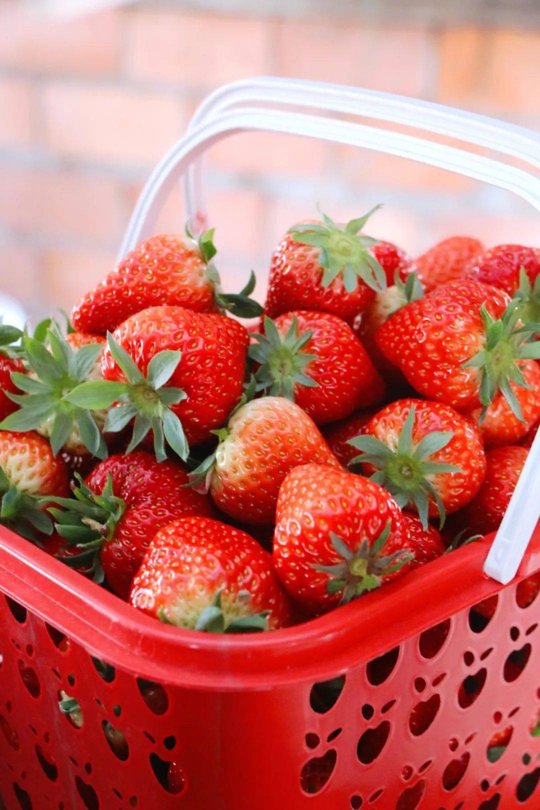 摘草莓啦乐山2022最新草莓采摘攻略来袭快来收藏那一抹草莓味儿甜蜜