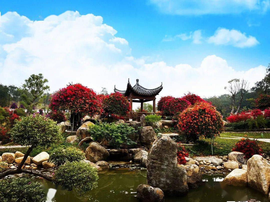 每周末出发行摄花都赏珠三角最大三角梅园打卡广州火焰山摘木瓜1天游