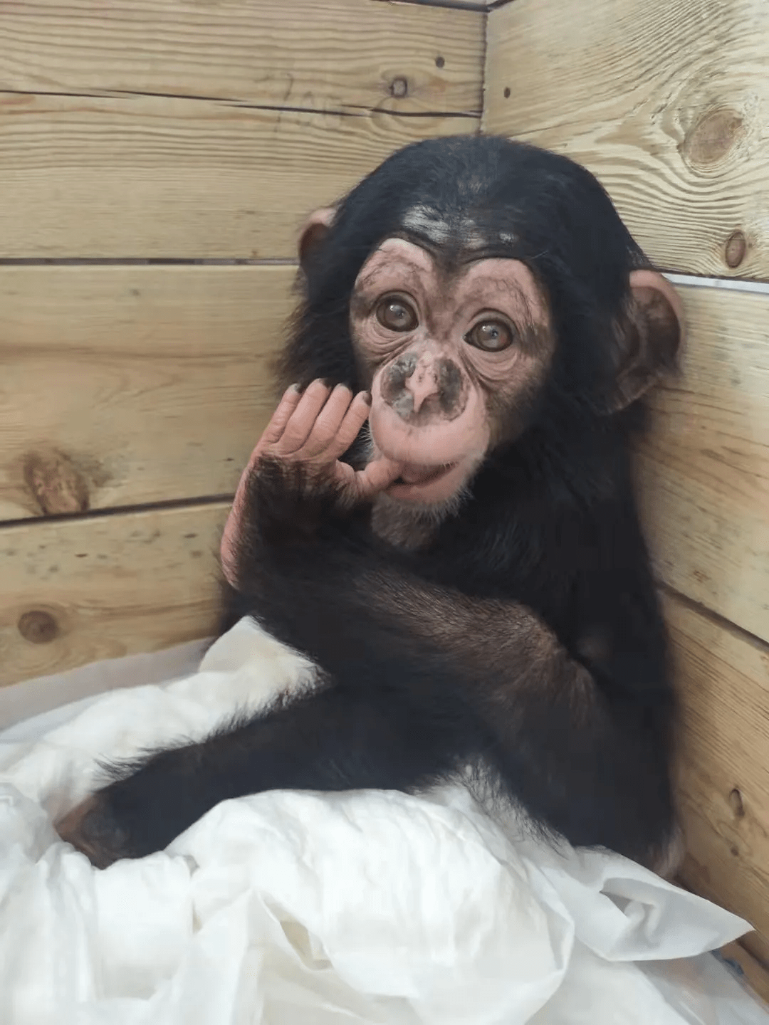 太原动物园小黑猩猩征名结果新鲜出炉