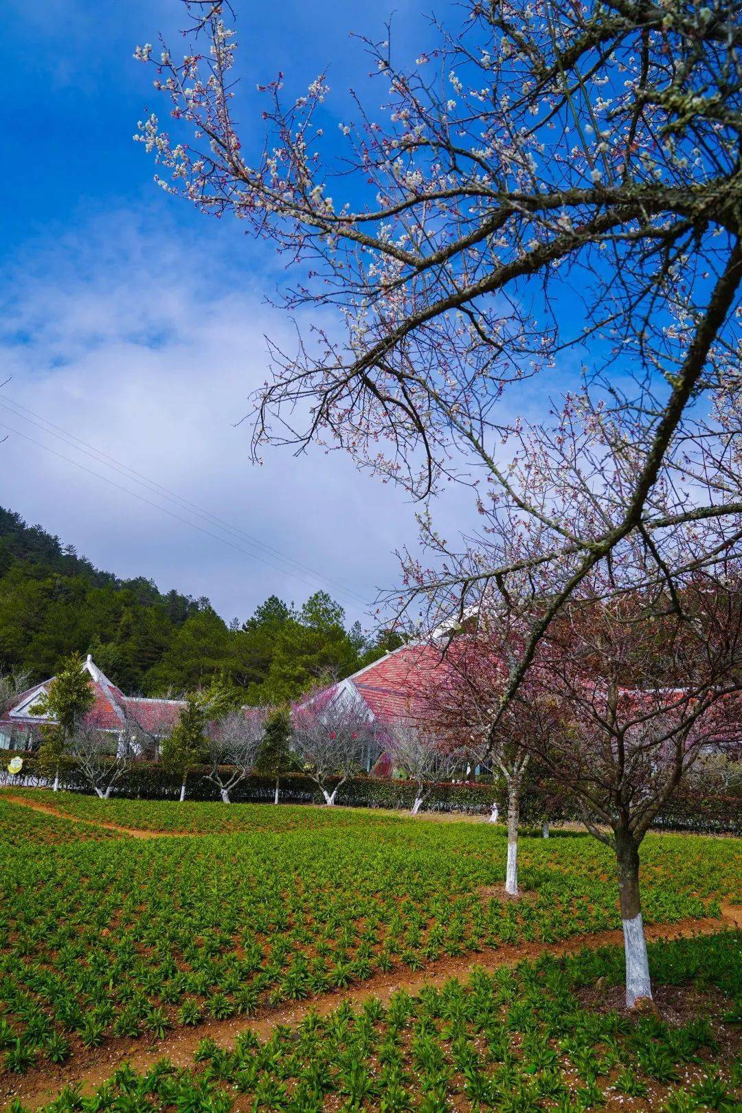 古田梅花山旅游区致敬人民警察实行向人民警察免门票等多项举措