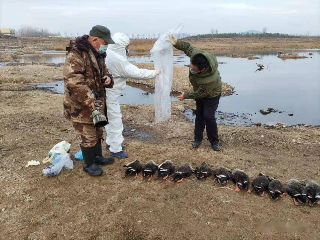 毒死斑嘴鸭 绿头鸭等候鸟28只 日照两个盗猎团伙落网 绿会保护地推动 举报 进行了 东港