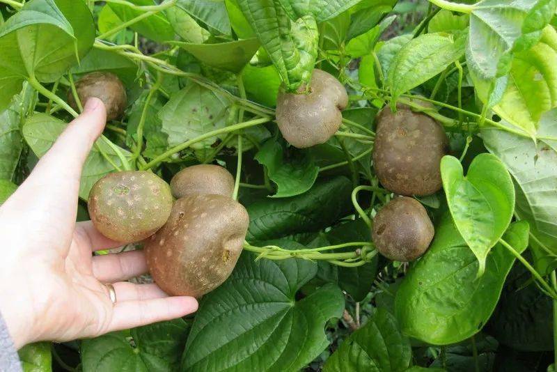 薯蓣科能吃的不止是山药