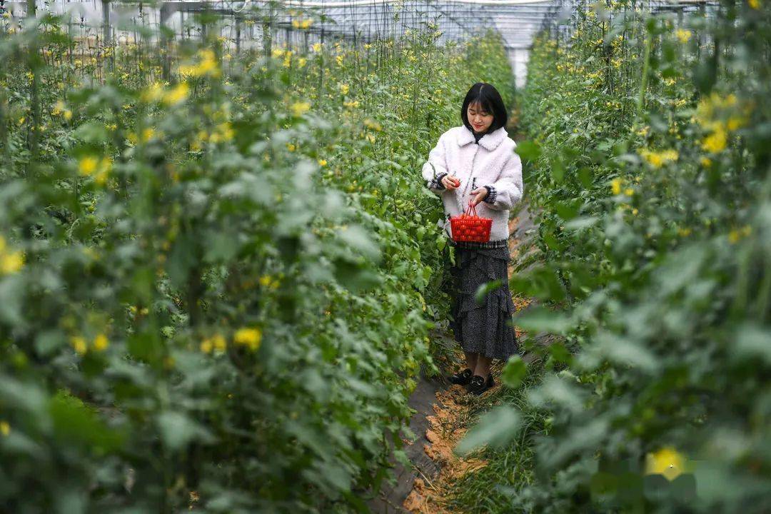 就藏在平潭紅衛村,等你來嚐鮮!_泓蔚_閩臺_聖女果