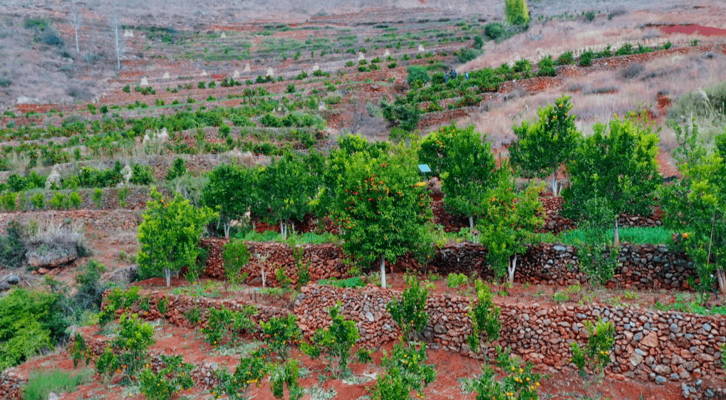 山坡挂满"致富果" 甜了舌尖富了农_坪村_橙子_种植