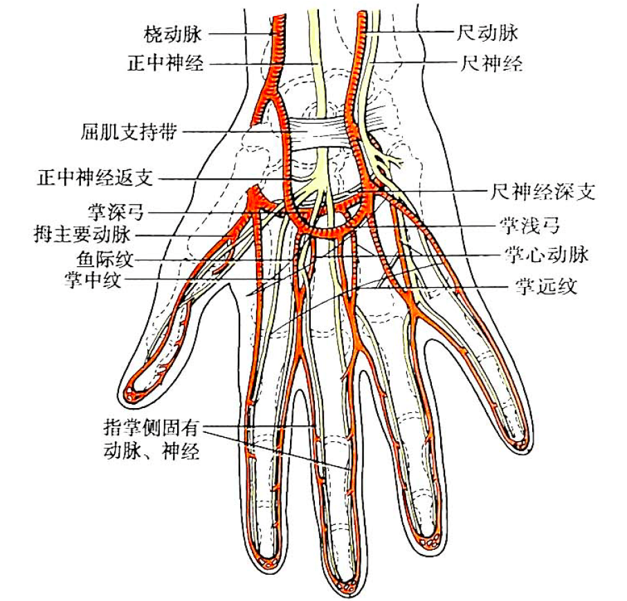 肘部血管解剖图片图片