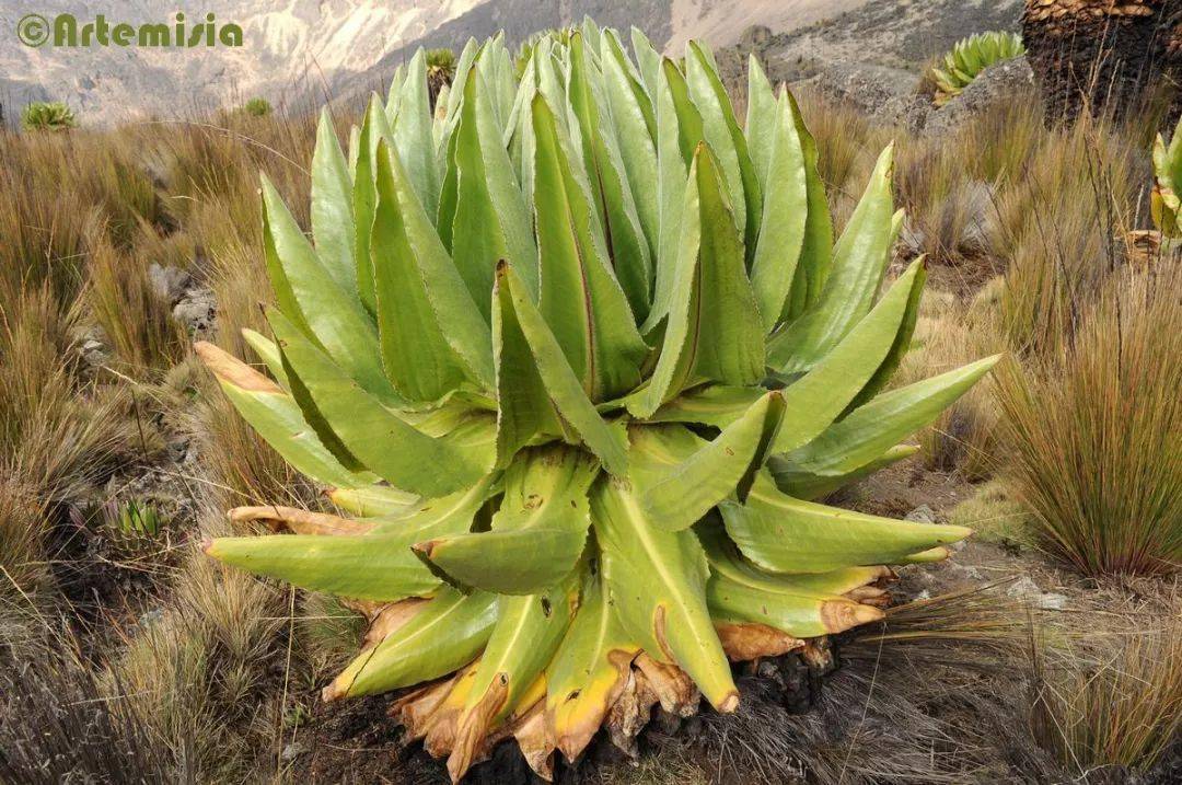 千里木丨东非高原的植物巨人_乞力马扎罗山_高山_千里光