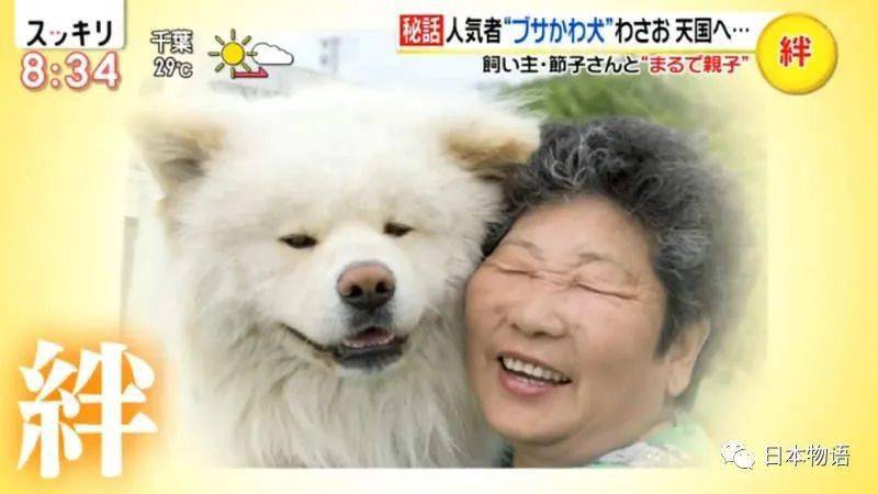 从弃犬一跃成为青森狗明星 丑萌的秋田犬wasao的一生 节子 老奶奶 Tsubaki