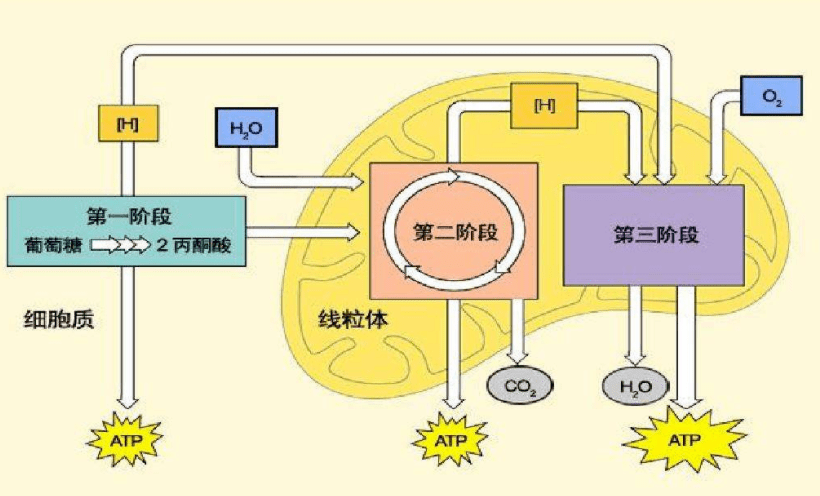 生物知识扩展:关于细胞呼吸的几个认识误区!