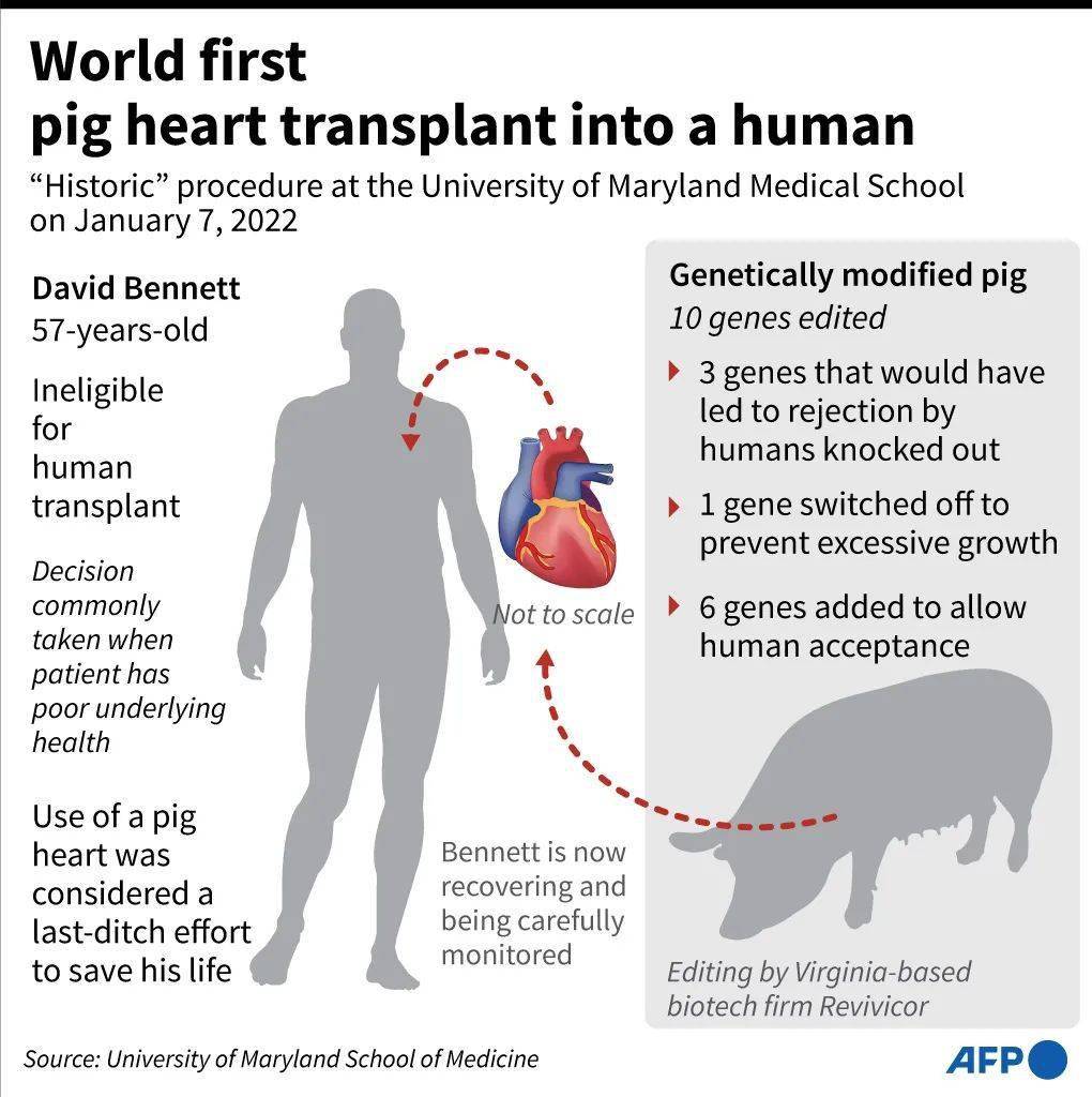 猪漏肠手术程序图图片