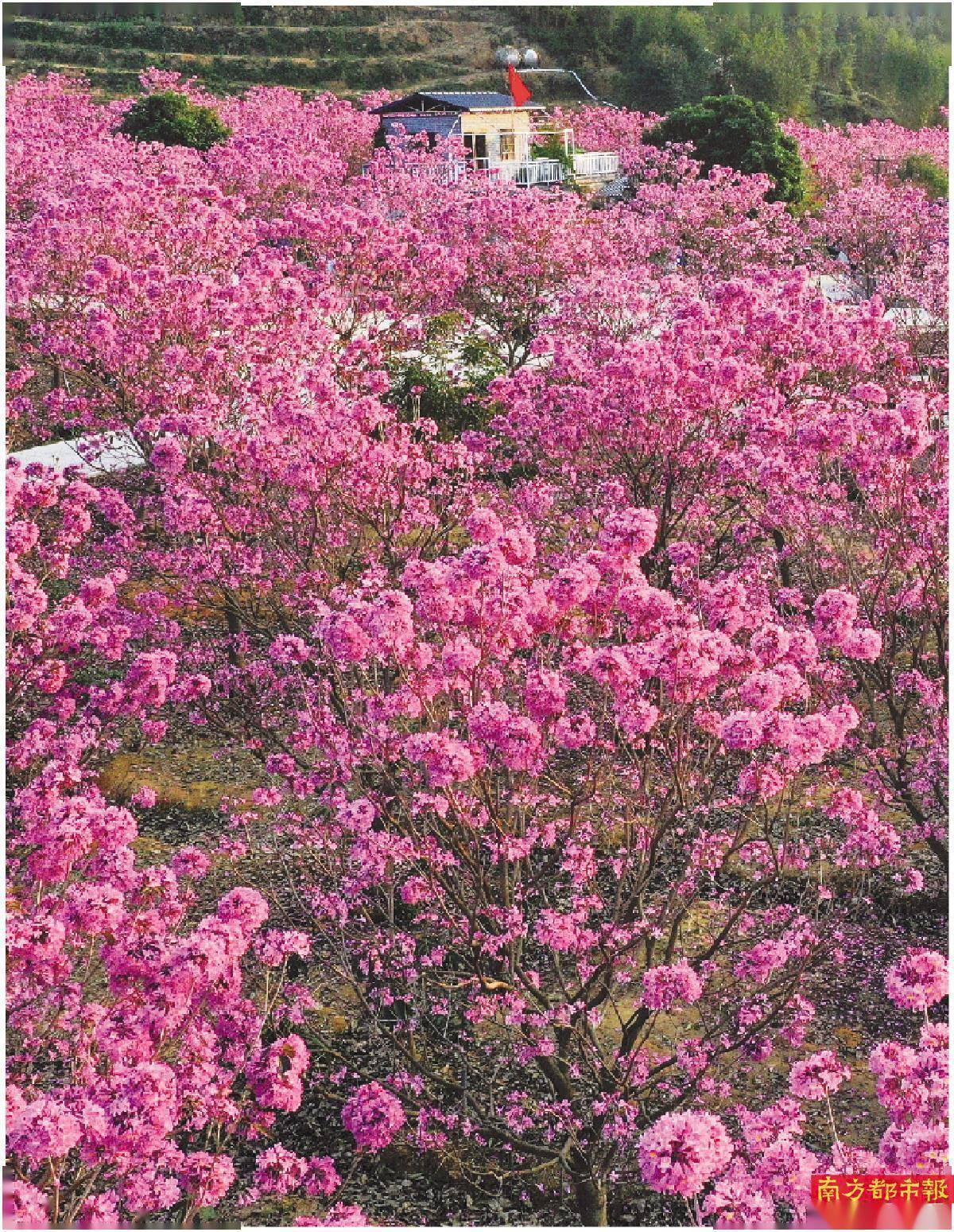 花海|浪漫花海