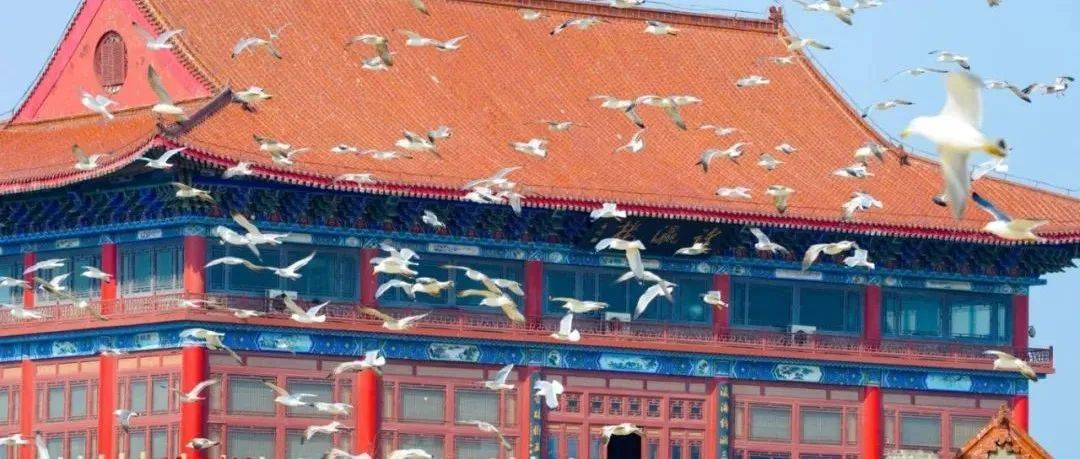冬游仙境丨 海鸥、大海,来一场浪漫的邂逅吧!一起走进仙境蓬莱贺年会(四)——滨海鸥遇蓝色游 _活动_景区_八仙