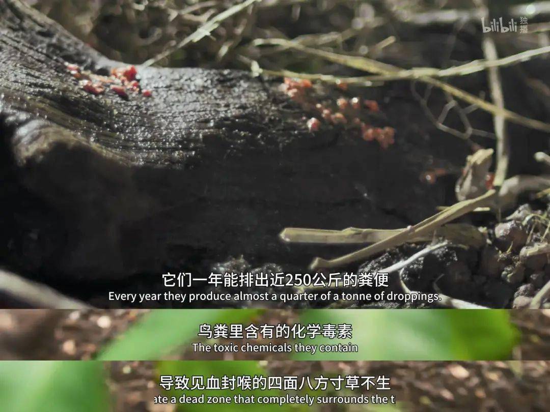 回归又是9.9！全球「第一美」，夸就完了！