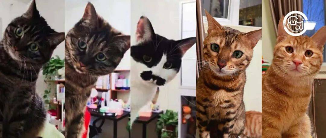 家有五只猫,天天一嘴毛_小萌_Ares_小美
