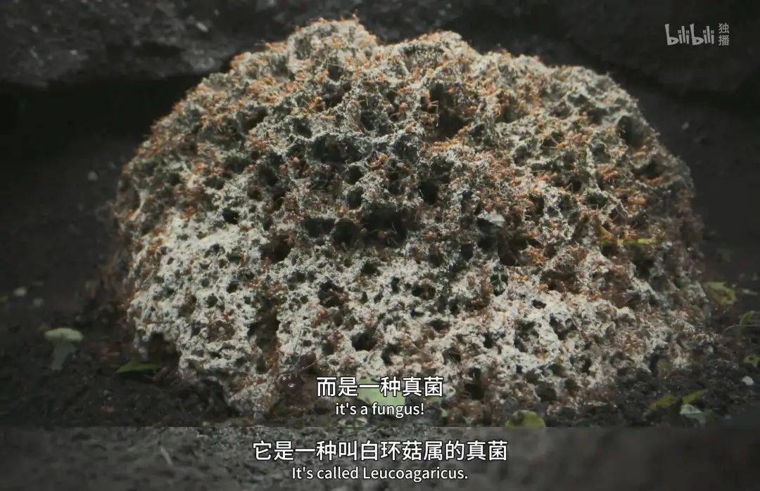 回归又是9.9！全球「第一美」，夸就完了！