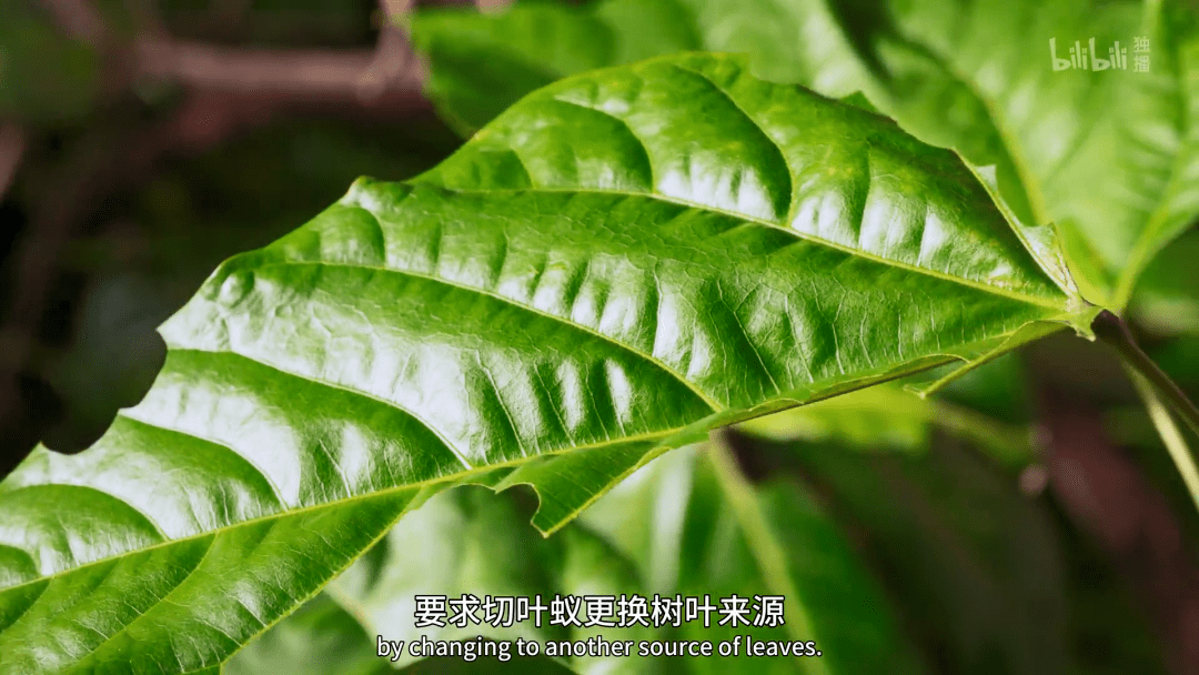 回归又是9.9！全球「第一美」，夸就完了！