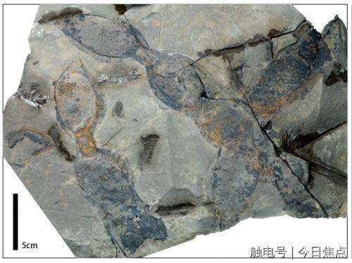 远古发现丨这种1000万年前的“豆角”，能吃吗？