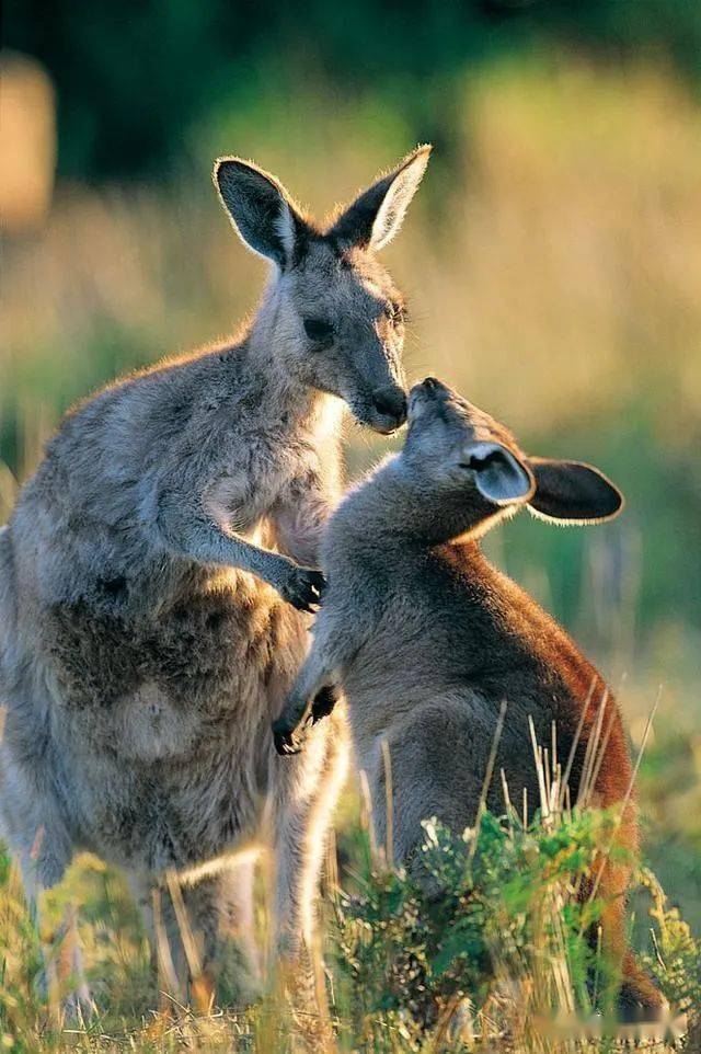 八岁叛逆萌芽期