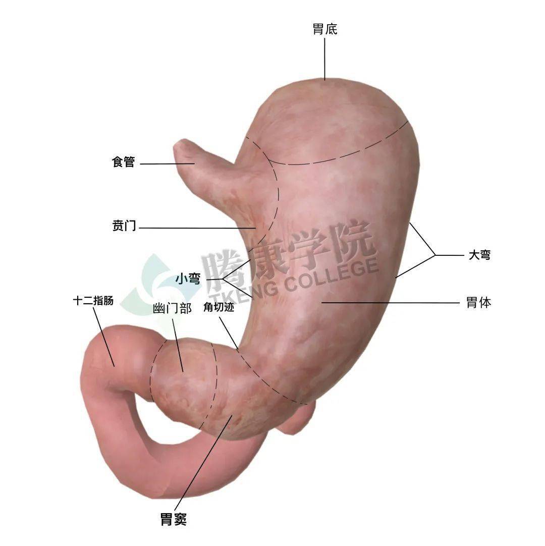 人体消化系统胃解剖动画概念_3840X2160_高清视频素材下载(编号:7584653)_影视包装_光厂(VJ师网) www.vjshi.com