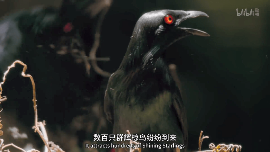 回归又是9.9！全球「第一美」，夸就完了！