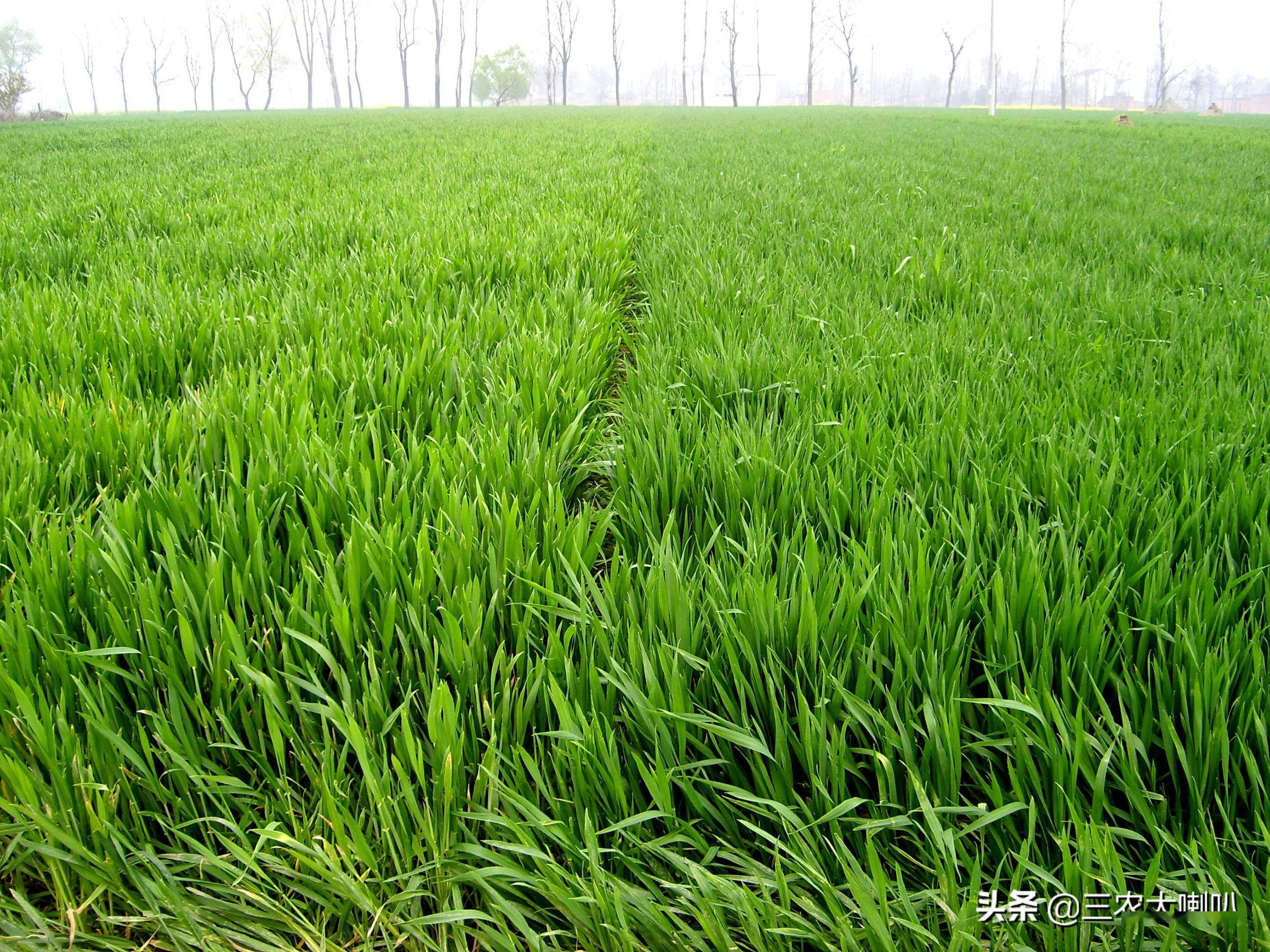 小麦返青肥什么时间追记住这个节气不会有问题