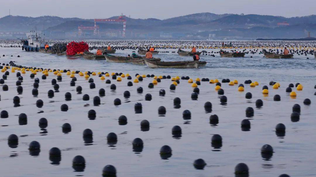 大桥|海岸线浪漫指南