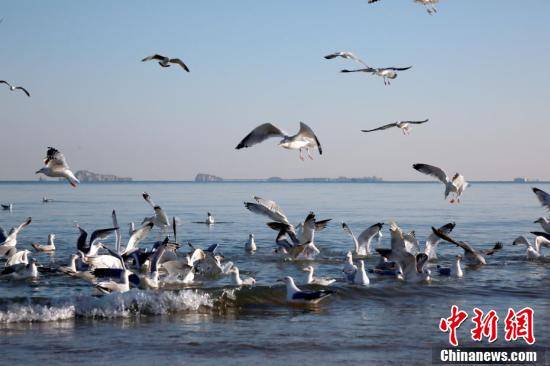 风景|海鸥翔聚烟台海滨 成冬日和谐风景