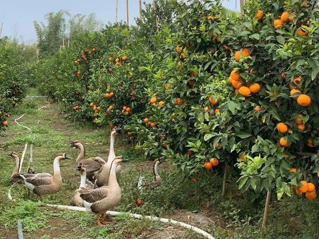 广西武鸣甜蜜沃柑现摘先发鲜得不是一点点