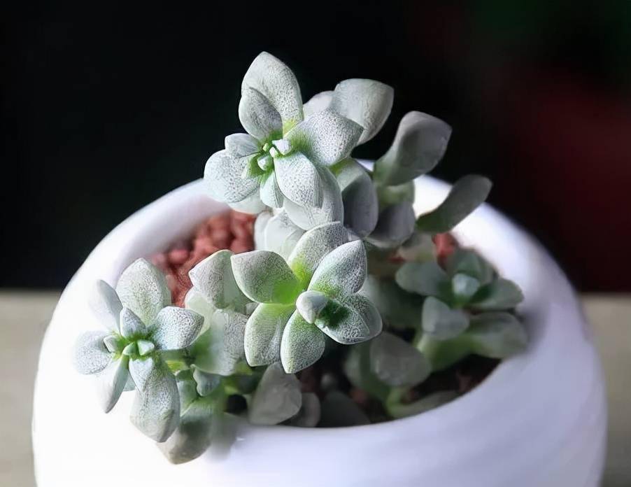 多肉叶插只生根不发芽后怎么处理 729760b535f549668223eed882ea0c2b.jpeg