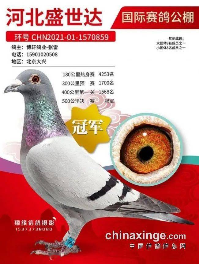 京冀鸽独霸天下公棚重镇张家口地区冠军鸽王品鉴