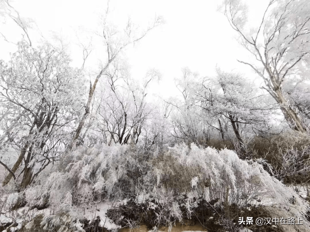 一场大雪，将汉中熊猫小城变成“冰雪世界”