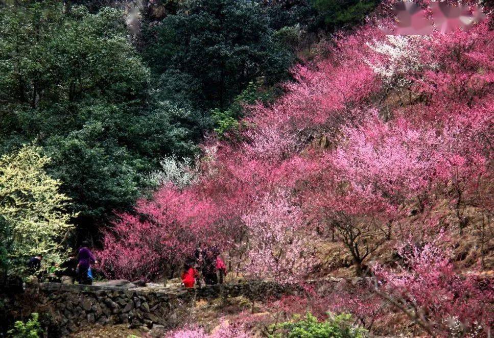 梅花_永嘉_花香