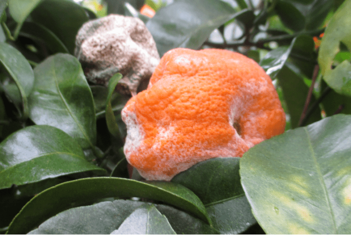 柑橘采收季雨纷纷谨防病害冻害落果