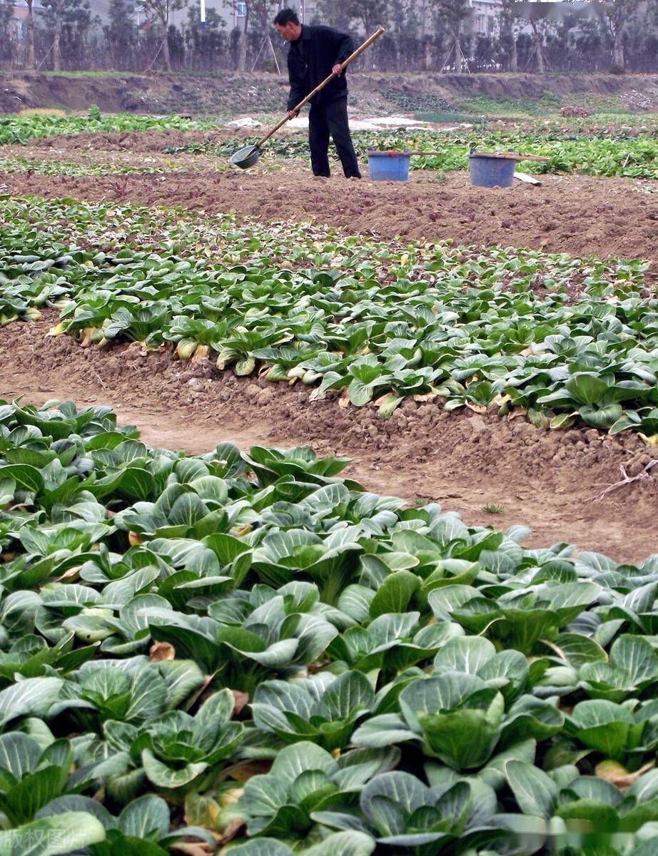 種菜學會使用三種天然生長劑增產又穩產任何肥料比不了