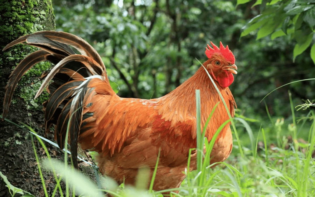 你好我是绿标鸡来自茂名苏成