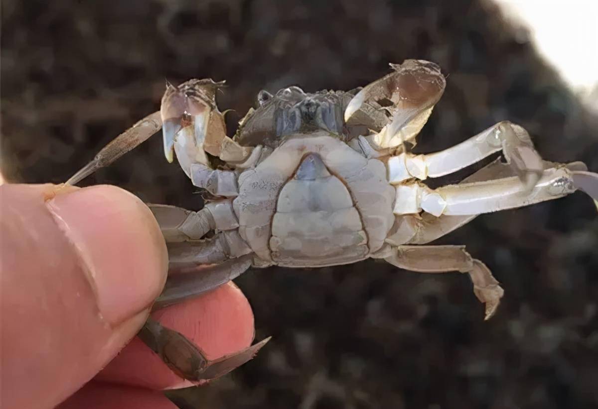 螺蛳大量摄食浮游生物造成水质清瘦,导致青苔大量繁殖而影响河蟹生长